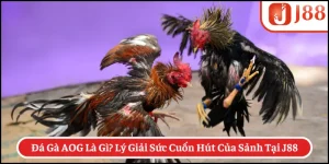 Đá Gà AOG